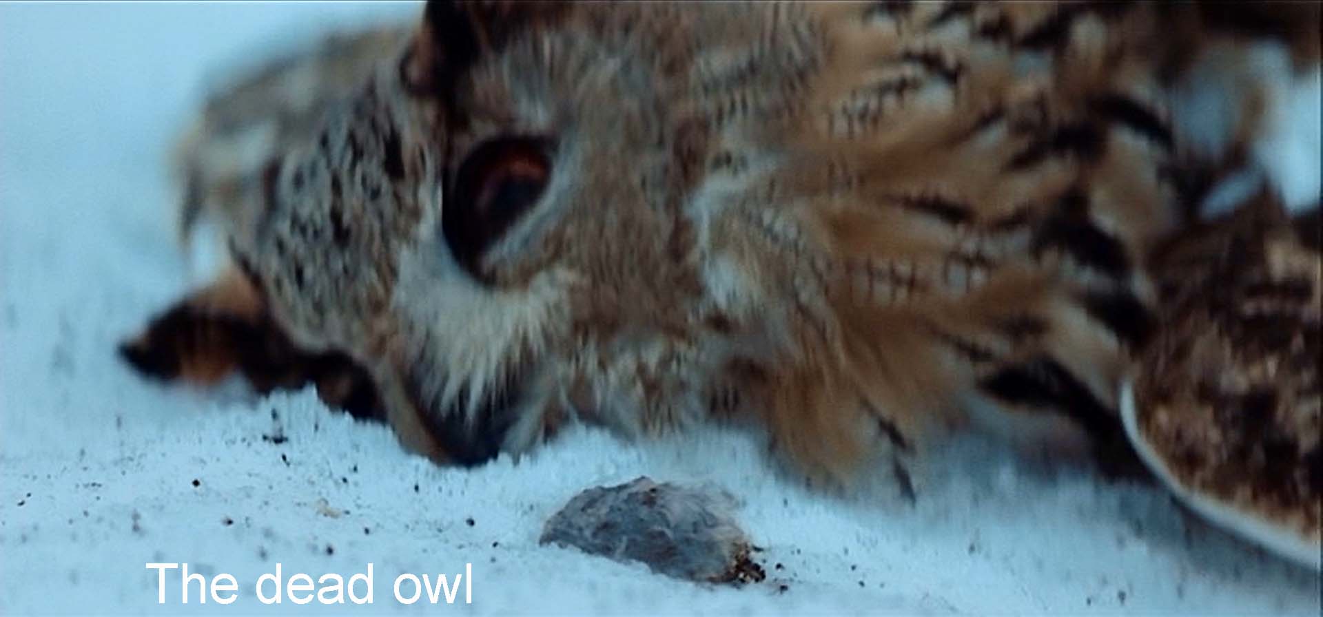 The dying owl