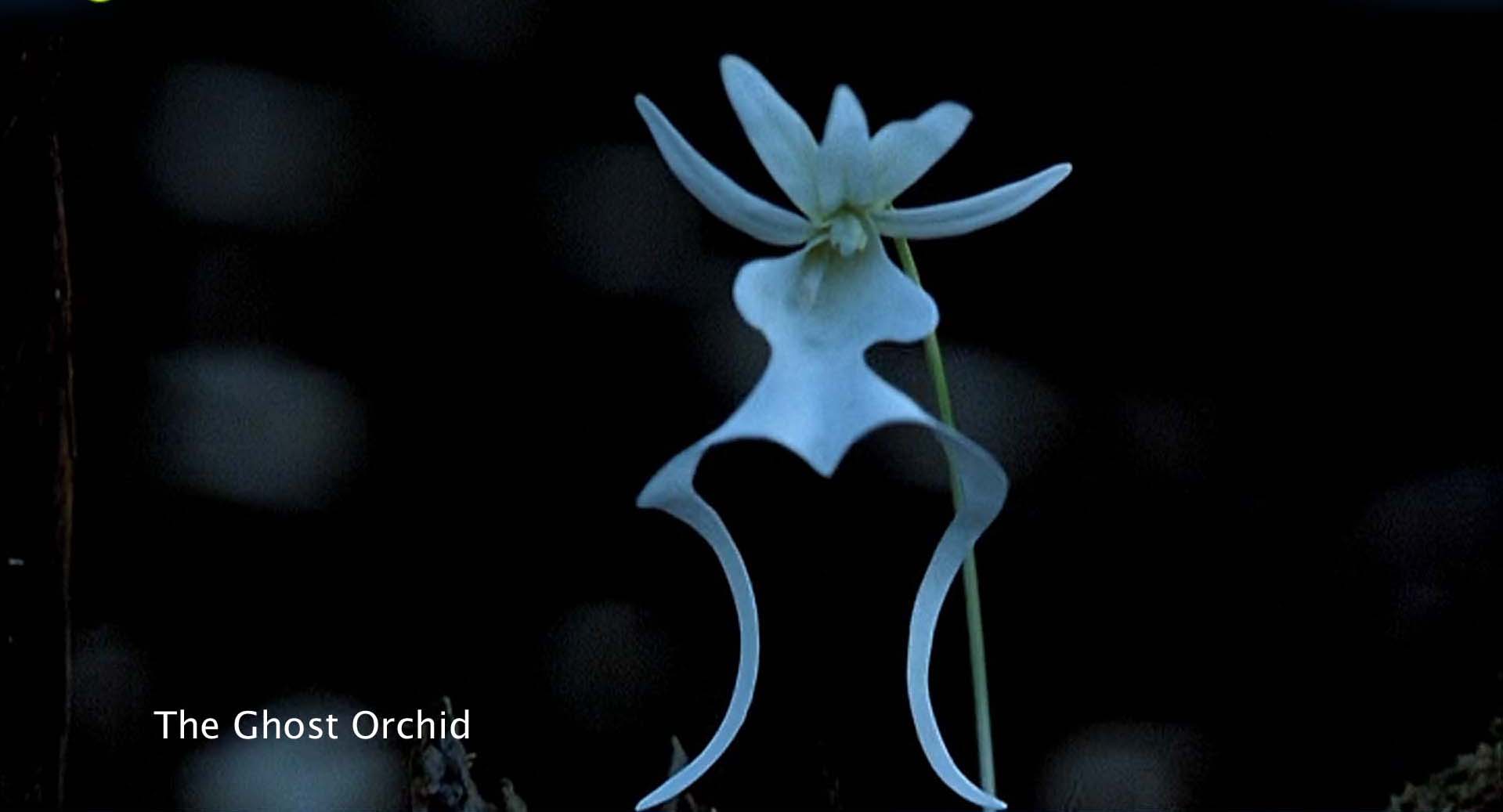 Ghost Orchid Pictures