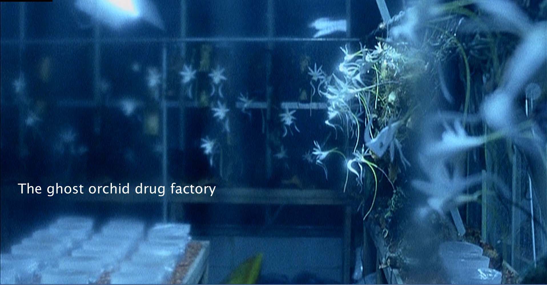 The ghost orchid drug factory