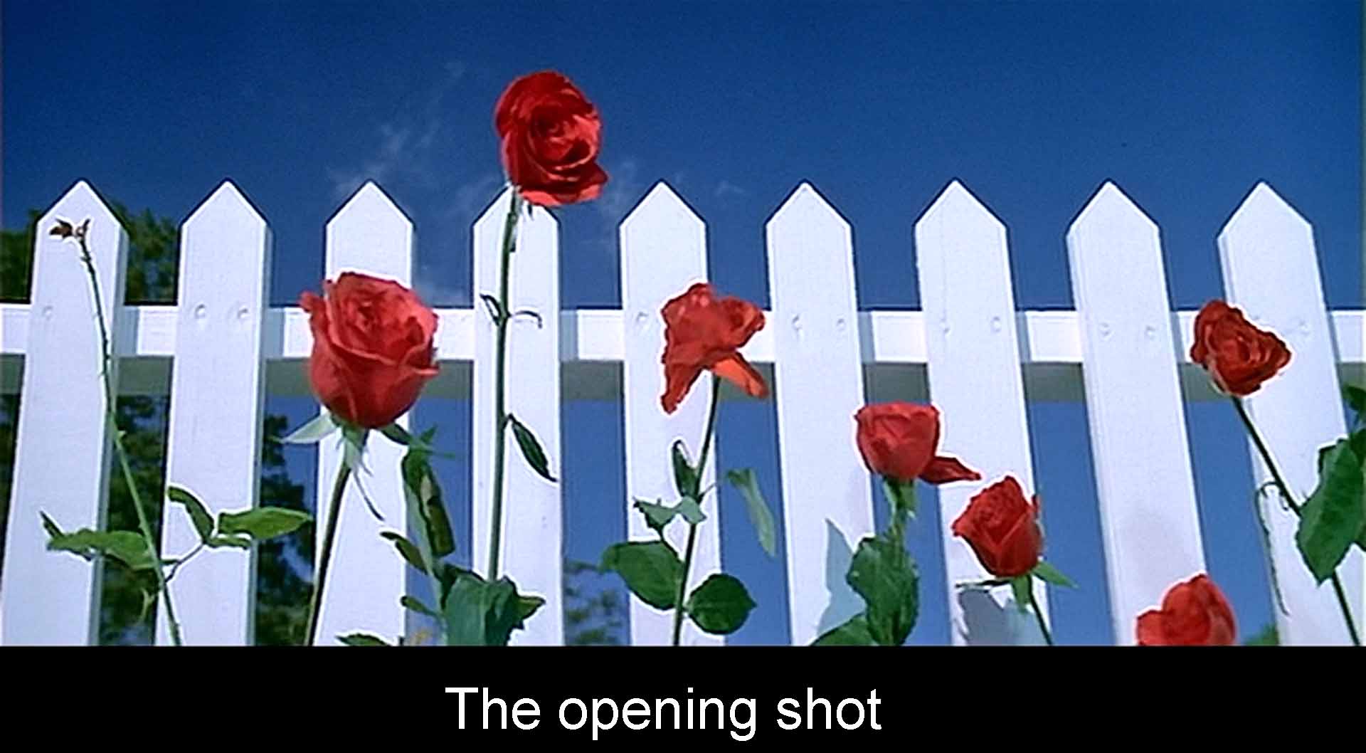 The opening red roses