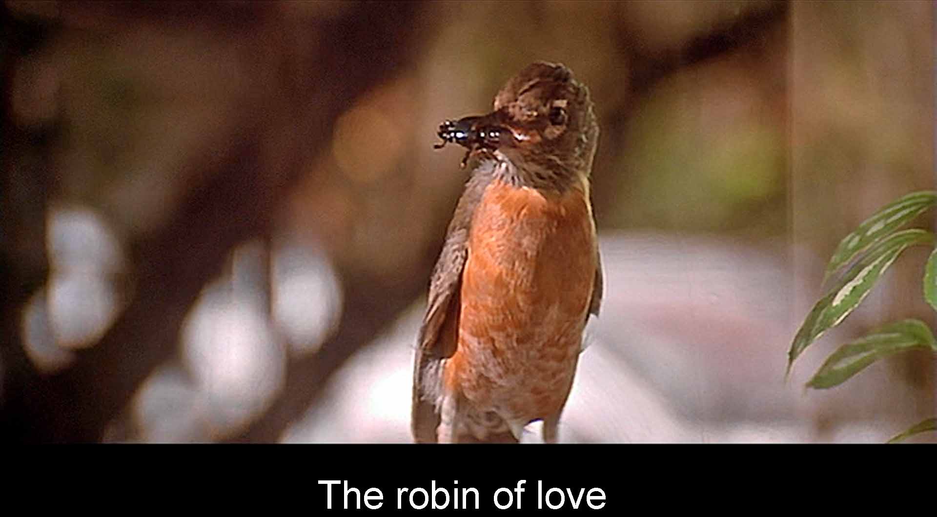 The final robin